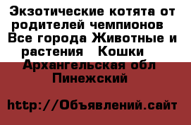  Экзотические котята от родителей чемпионов - Все города Животные и растения » Кошки   . Архангельская обл.,Пинежский 